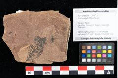 Foto (Objekt + Etikett) von Rhytisma pythii Ettingshausen (NHMW-GEO-2024-0188-0082)